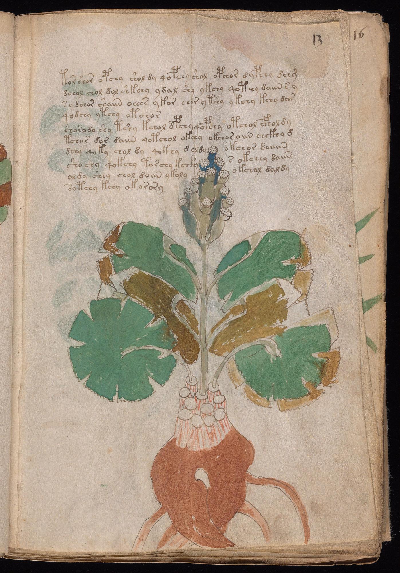 Herbal Page 23